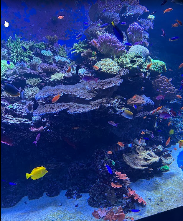 Picture of fish
